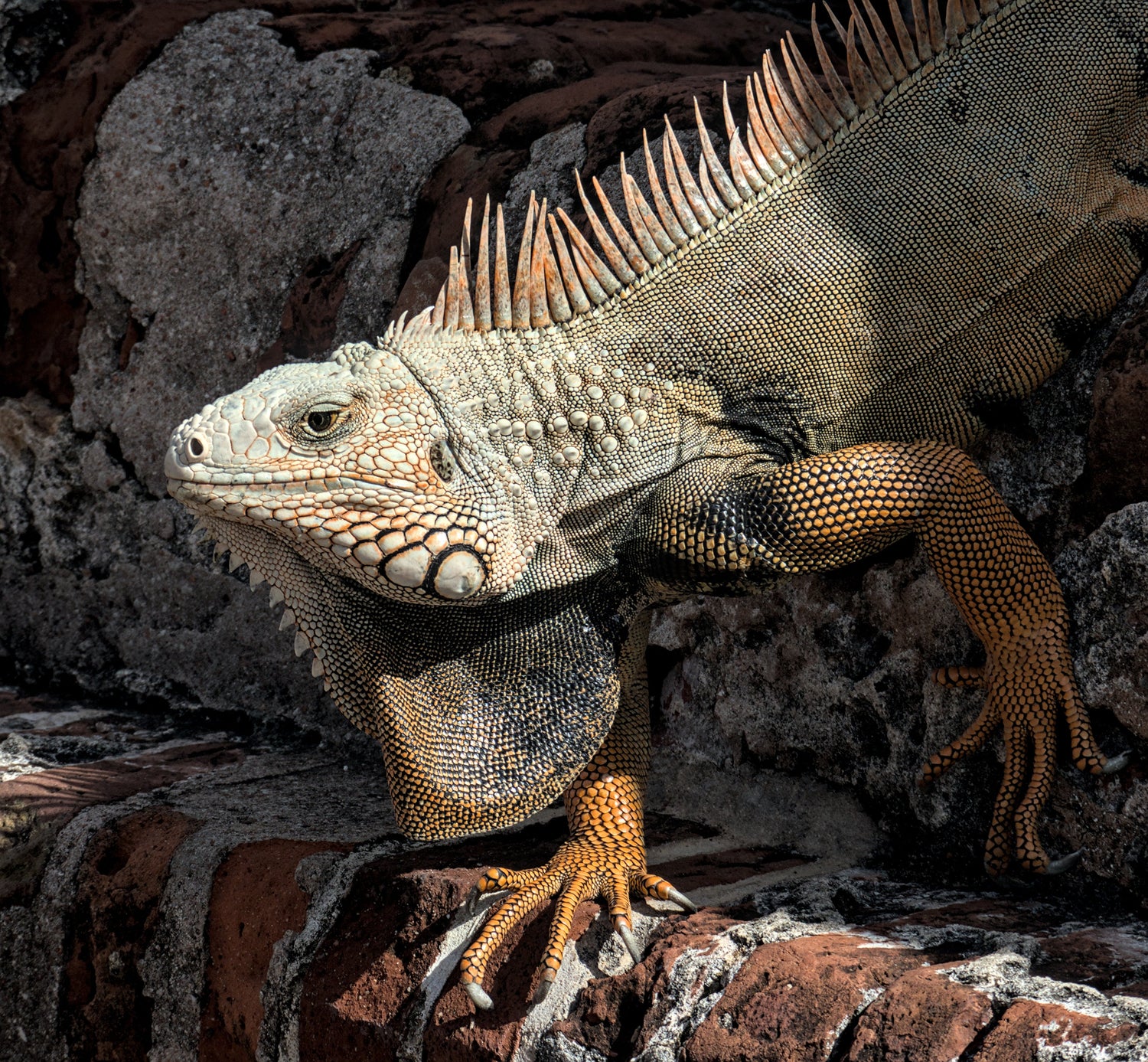 Mystery & Crime Collection